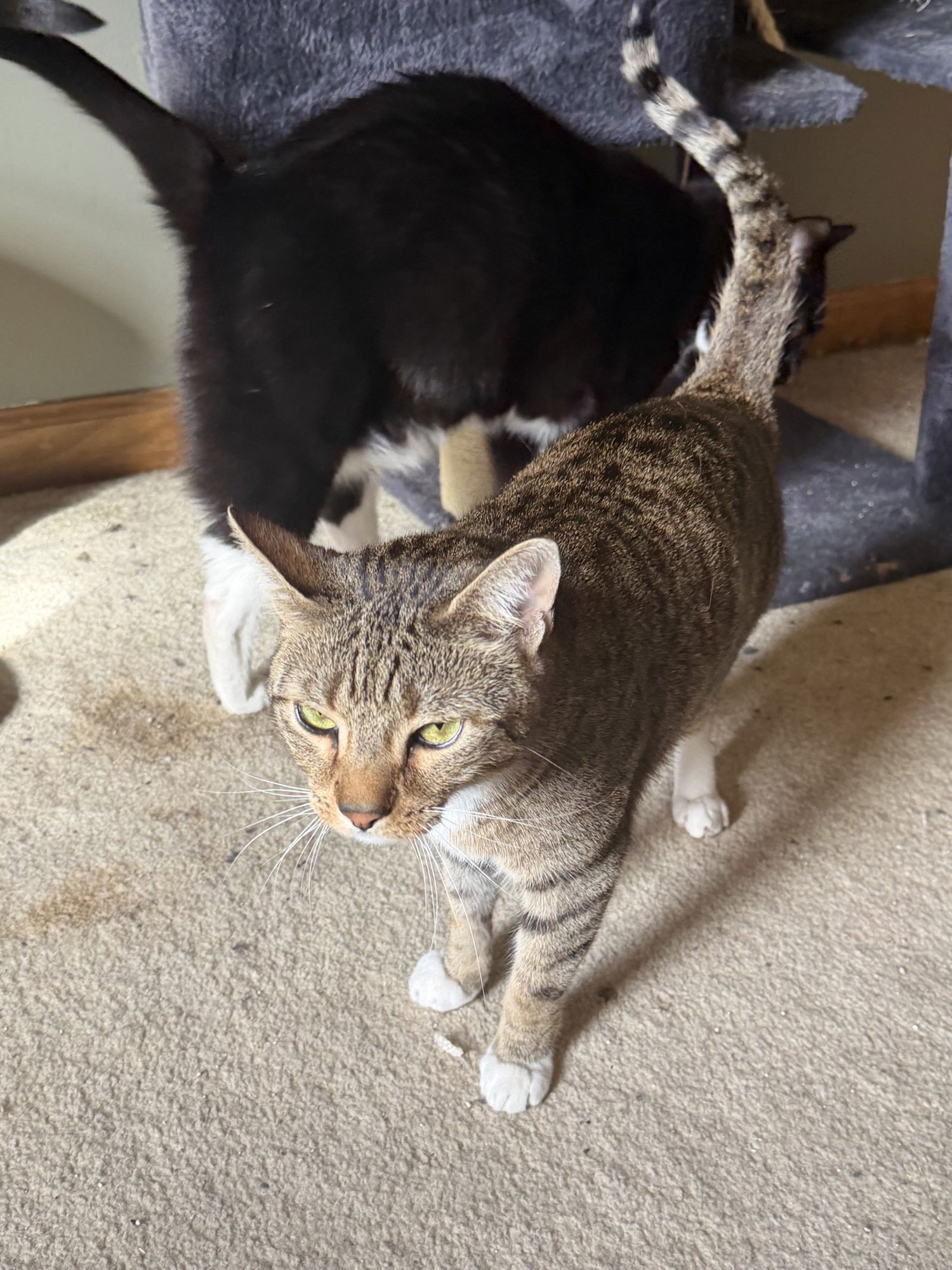 King & Prince - Bonded Pair Young beauties - Photo 6