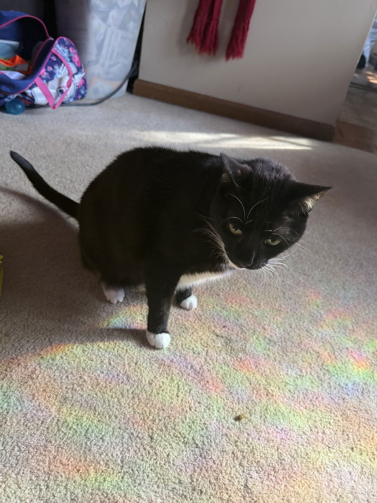 King & Prince - Bonded Pair Young beauties - Photo 7