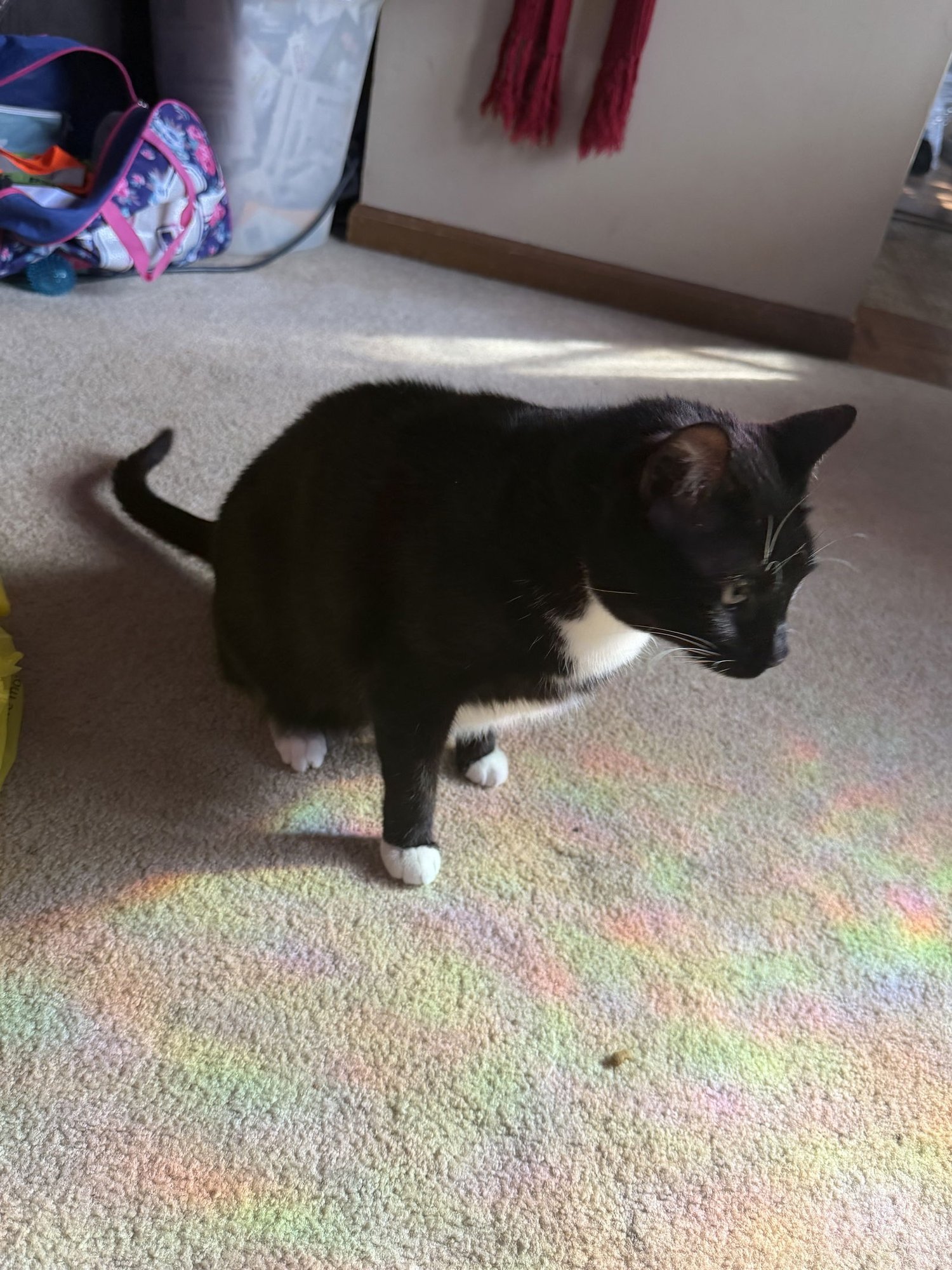 King & Prince - Bonded Pair Young beauties - Photo 8