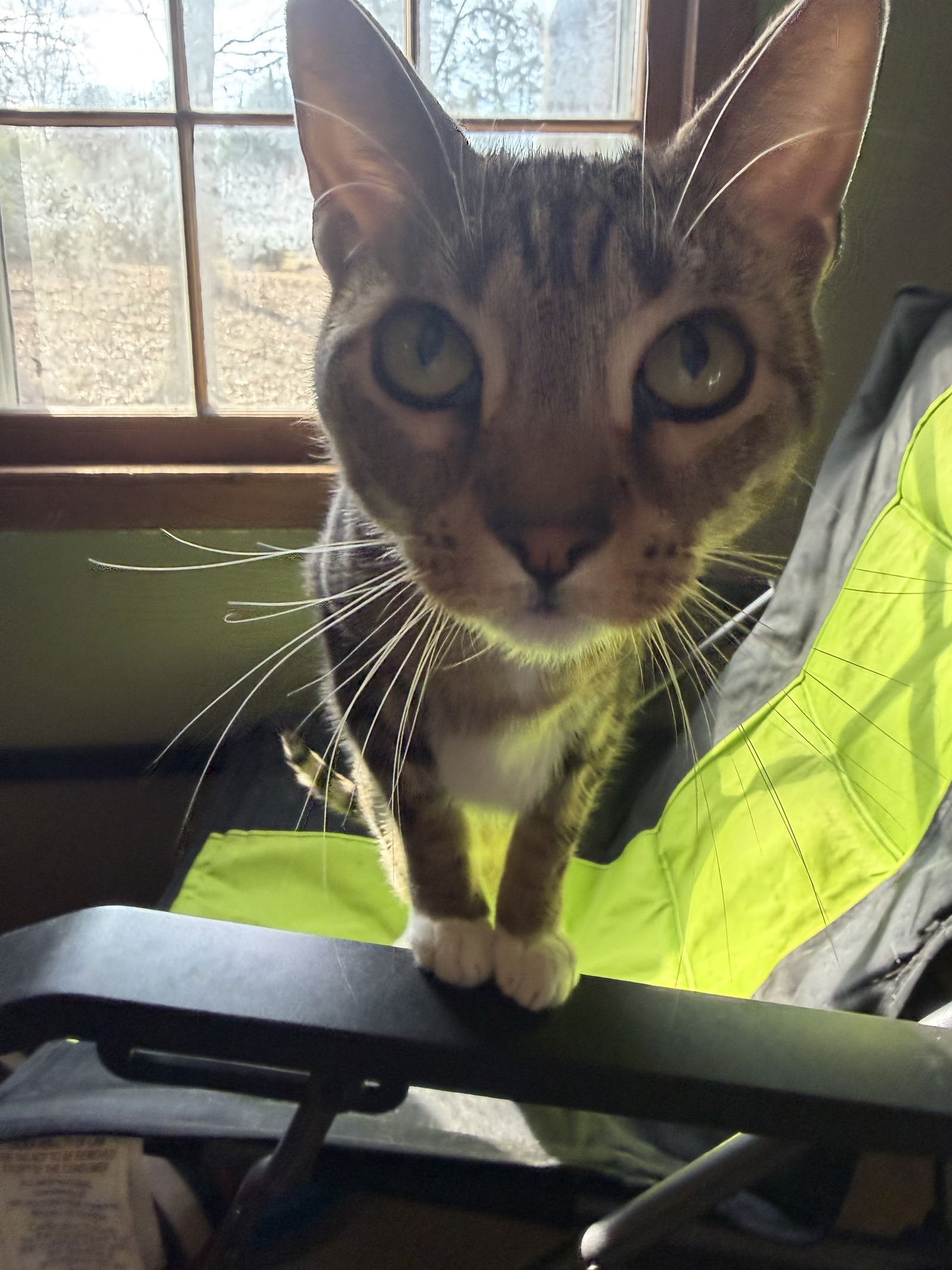 King & Prince - Bonded Pair Young beauties - Photo 9