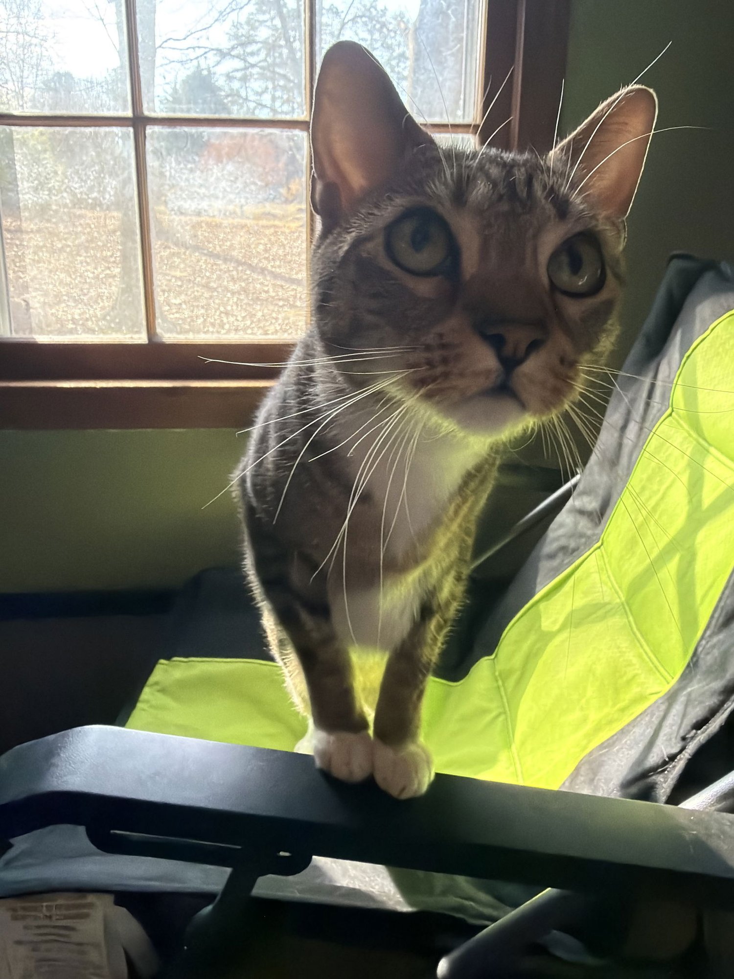 King & Prince - Bonded Pair Young beauties - Photo 10