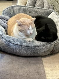 Pablo - life’s better with a little paw-casso - Photo 7