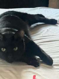 Pablo - life’s better with a little paw-casso - Photo 5