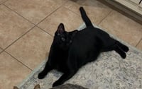 Pablo - life’s better with a little paw-casso - Photo 8