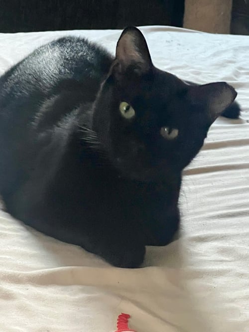 PABLO - LIFE’S BETTER WITH A LITTLE PAW-CASSO - Bombay available for adoption