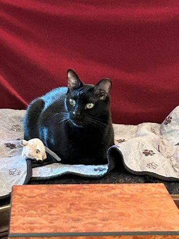 PABLO - LIFE’S BETTER WITH A LITTLE PAW-CASSO - Bombay / American Shorthair available for adoption