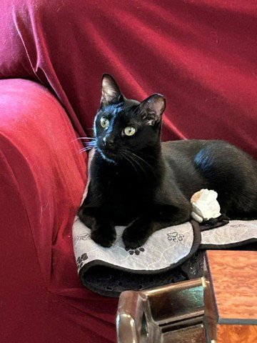 PABLO - LIFE’S BETTER WITH A LITTLE PAW-CASSO - Bombay / American Shorthair for adoption in Atlanta
