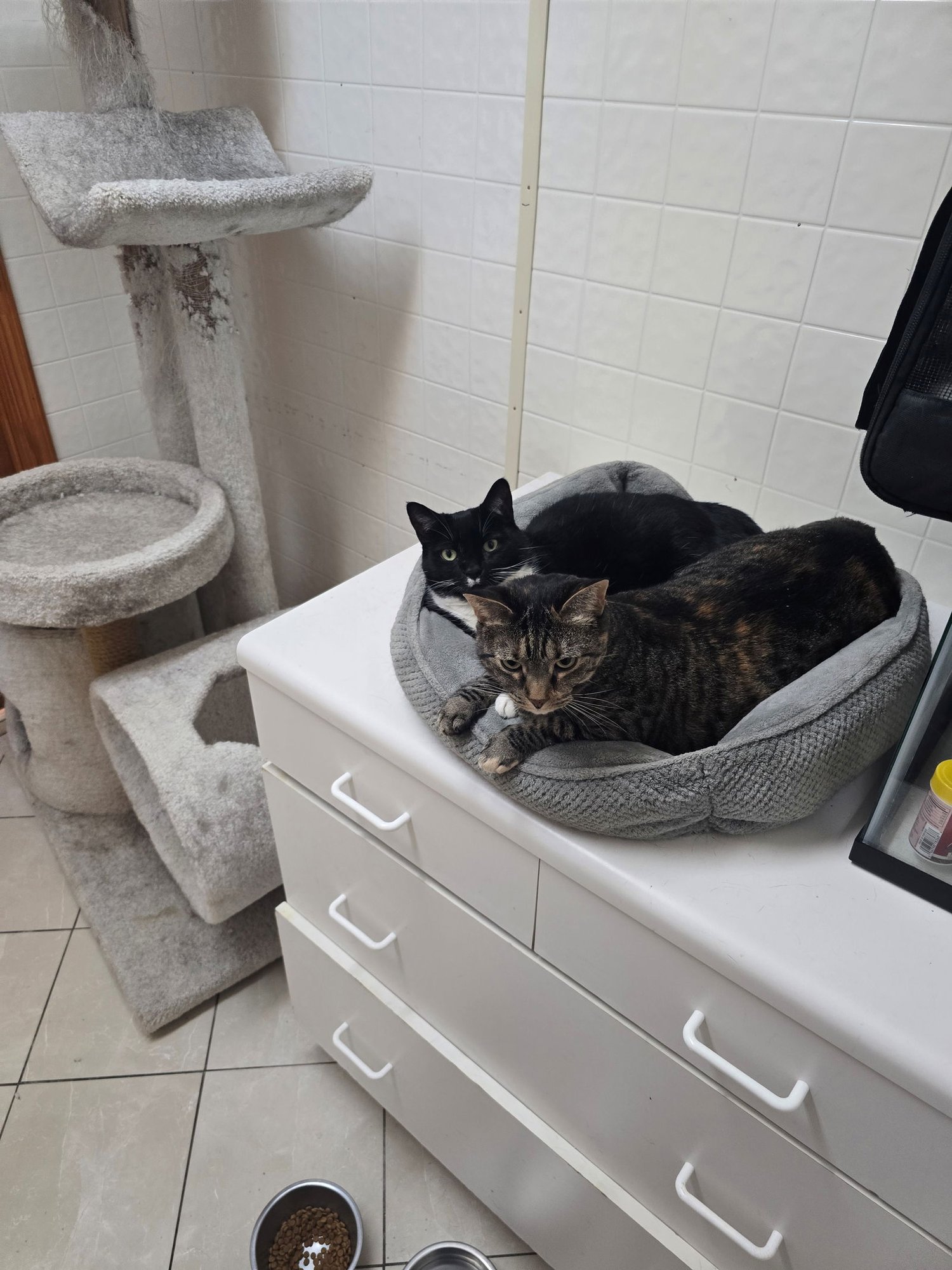 DAHLIA & IVY - Tortoiseshell available for adoption