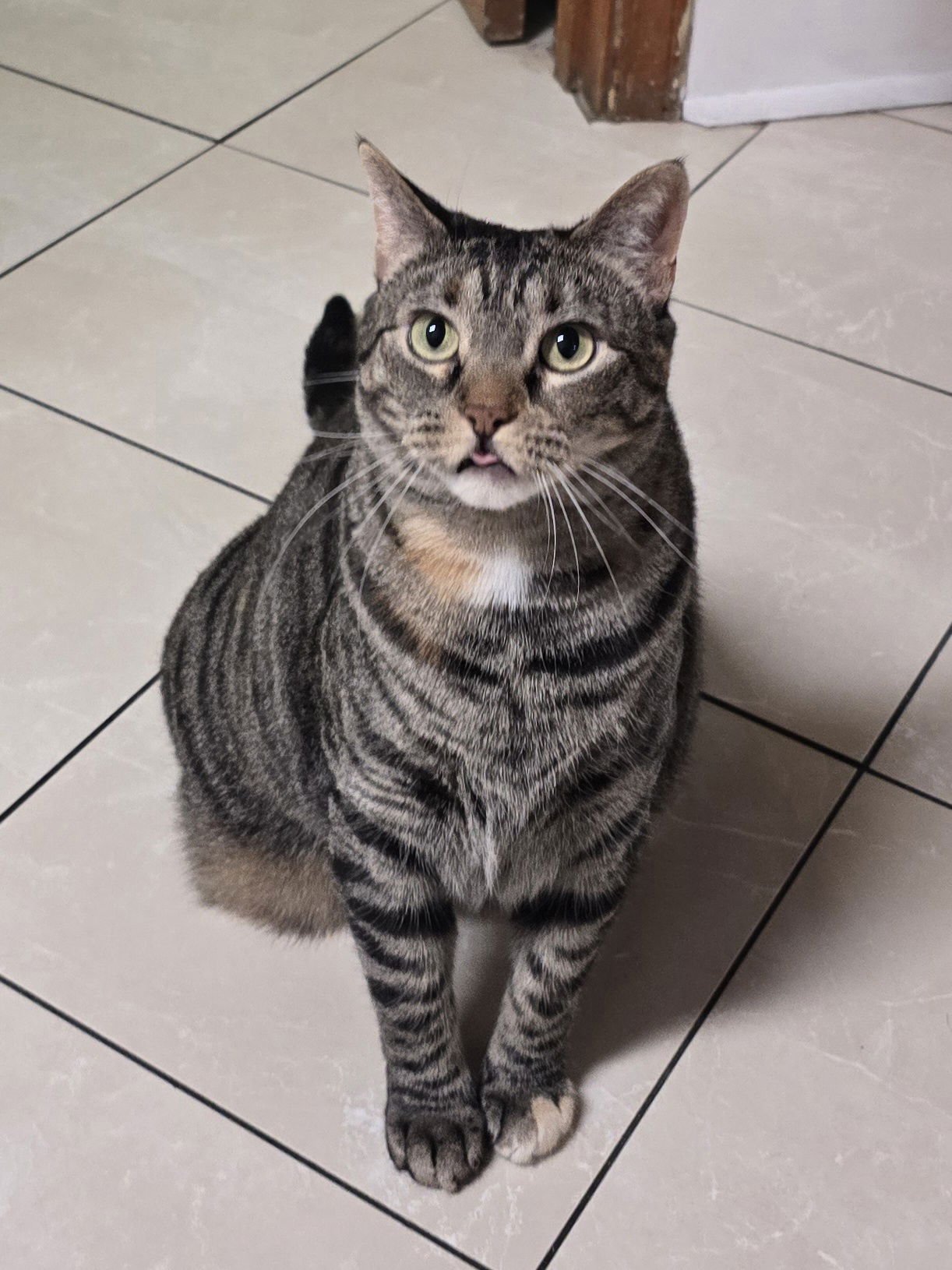 DAHLIA & IVY - Tortoiseshell available for adoption