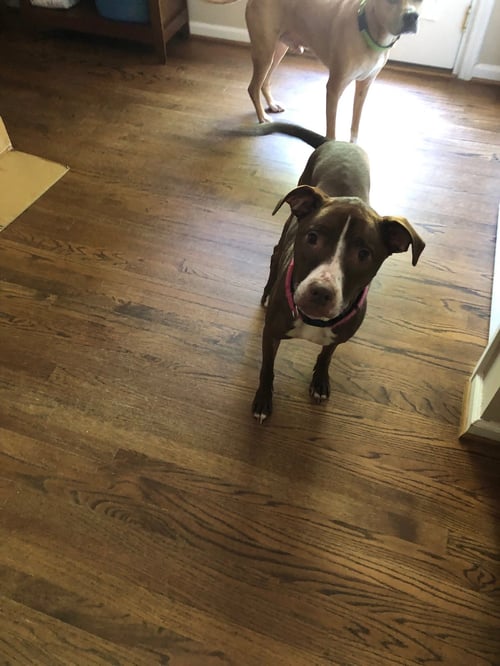 LUNA - GOOD DOGS SHOULDN'T RUN OUT OF TIME - Hound / Bulldog available for adoption