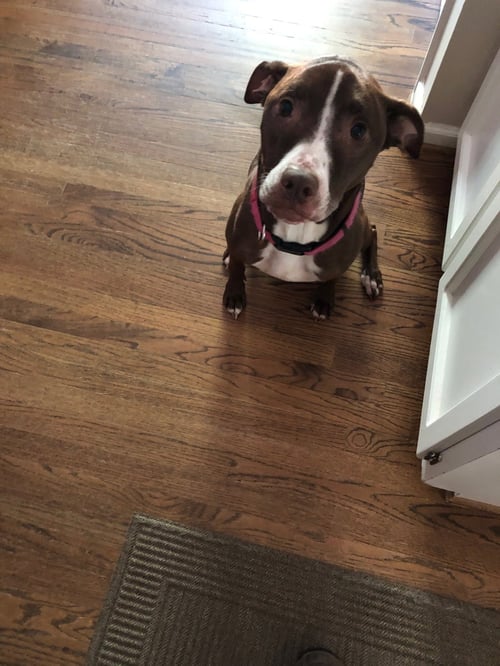 LUNA - GOOD DOGS SHOULDN'T RUN OUT OF TIME - Hound / Bulldog available for adoption