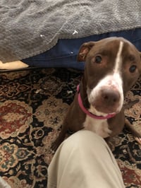 LUNA - Good Dogs Shouldn't Run Out of Time - Photo 3