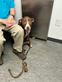 LUNA - Good Dogs Shouldn't Run Out of Time - Photo 6