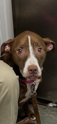 LUNA - Good Dogs Shouldn't Run Out of Time - Photo 1