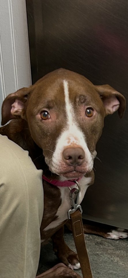 LUNA - GOOD DOGS SHOULDN'T RUN OUT OF TIME - Hound / Bulldog available for adoption