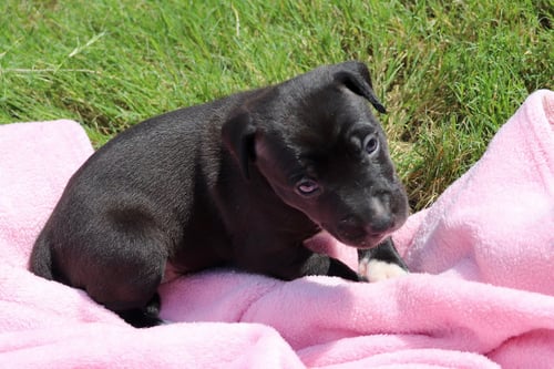 DONUT - THE SWEETEST LITTLE HOLE PACKAGE! - American Staffordshire Terrier / Labrador Retriever available for adoption