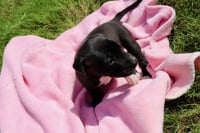 Donut - The Sweetest Little Hole Package! - Photo 3