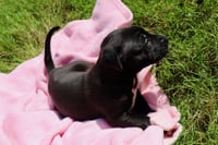Donut - The Sweetest Little Hole Package! - Photo 4