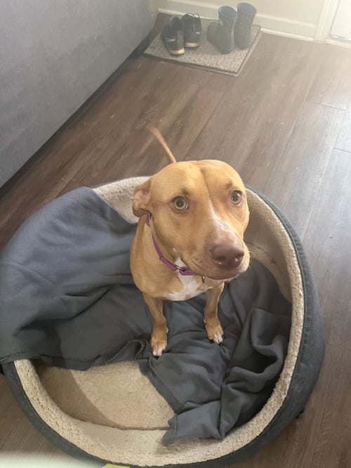 HONEY - Labrador Retriever / American Pit Bull Terrier available for adoption