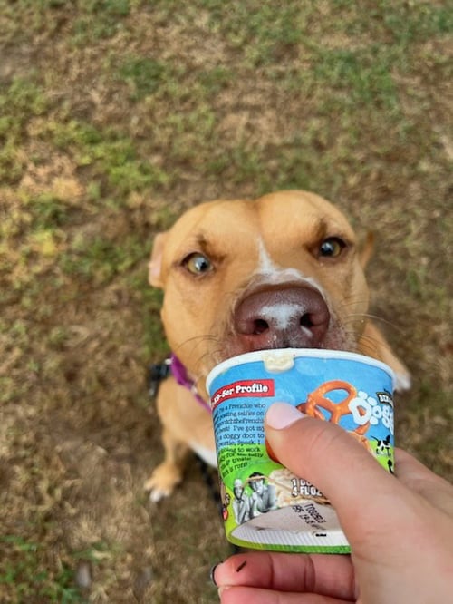 HONEY - Labrador Retriever / American Pit Bull Terrier available for adoption