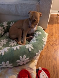 Honey - Photo 8