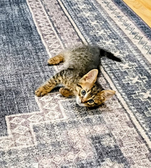 C328 LITTER TUCKER - Domestic Short Hair / Tabby available for adoption