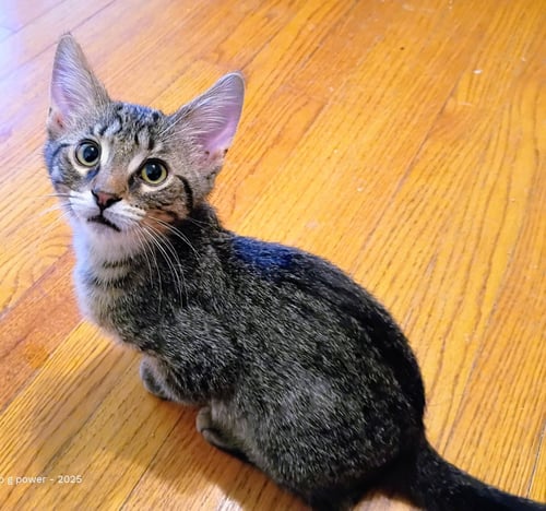 C328 LITTER TUCKER - Domestic Short Hair / Tabby for adoption in Ann Arbor