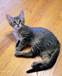 C328 Litter Tucker - Photo 3