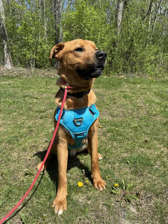 Mr. Buddy Image