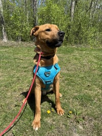 Mr. Buddy - Photo 1