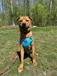 Mr. Buddy - Photo 3