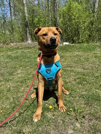 Mr. Buddy - Photo 4
