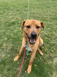 Mr. Buddy - Photo 5