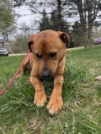 Mr. Buddy - Photo 6