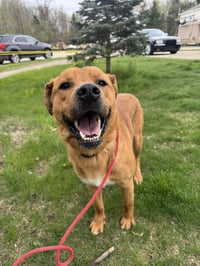 Mr. Buddy - Photo 7