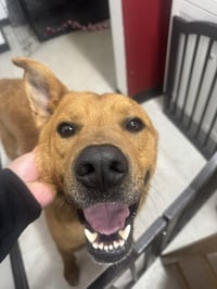 Mr. Buddy - Photo 8