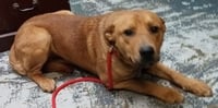 Mr. Buddy - Photo 9