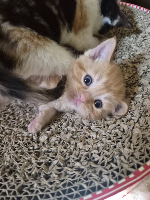 C326 LITTER DANDELION - Domestic Medium Hair / Tabby available for adoption