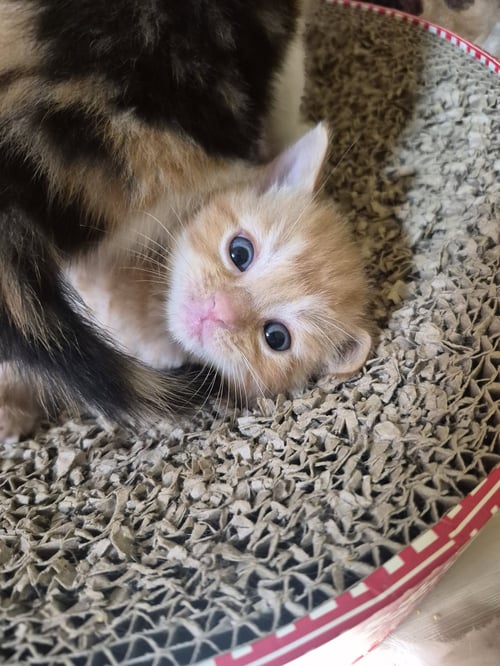 C326 LITTER DANDELION - Domestic Medium Hair / Tabby available for adoption