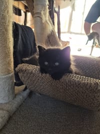 C340 Litter Puff - Photo 2