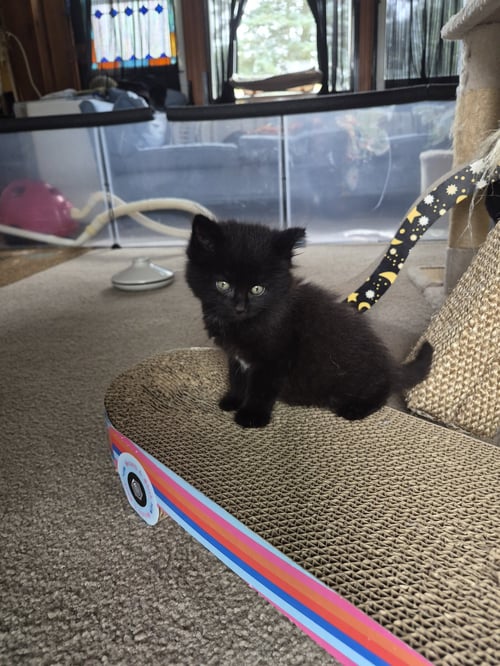 C340 LITTER PUFF - Domestic Long Hair for adoption in Ann Arbor