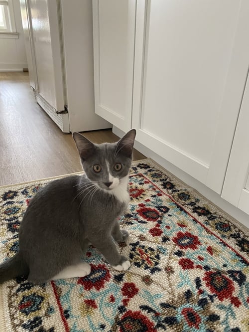 C337 LITTER VINNY - Domestic Short Hair / Tabby available for adoption
