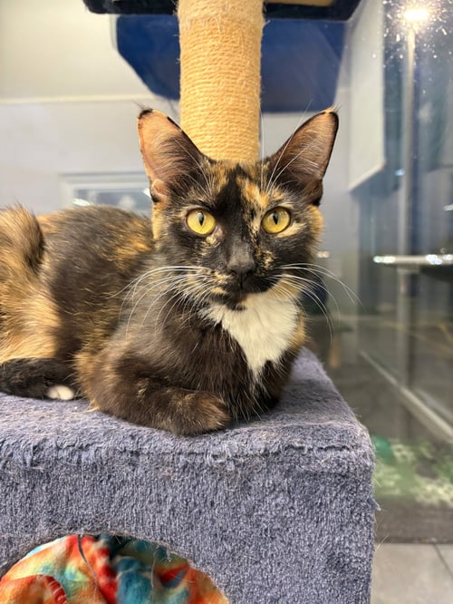 C319 LITTER FRIDA, MOM - Calico / Domestic Short Hair for adoption in Ann Arbor