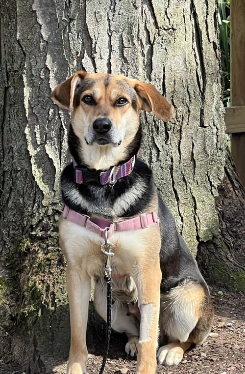 GIA - Hound available for adoption