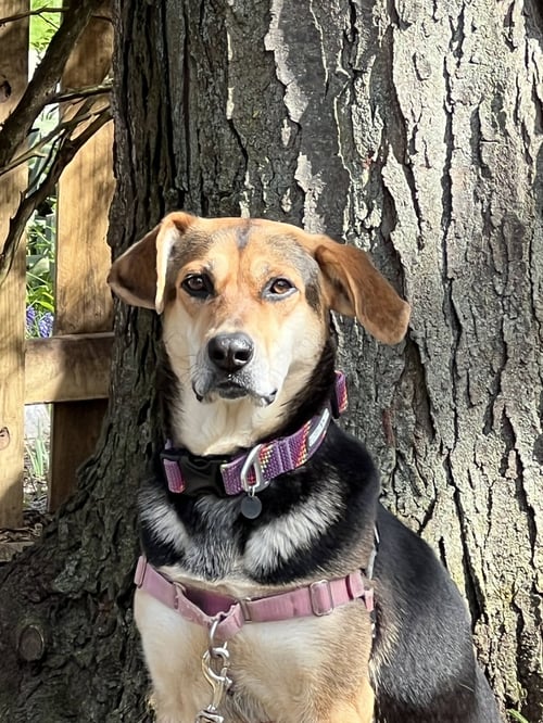 GIA - Hound available for adoption