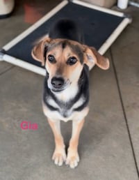 Gia - Photo 4