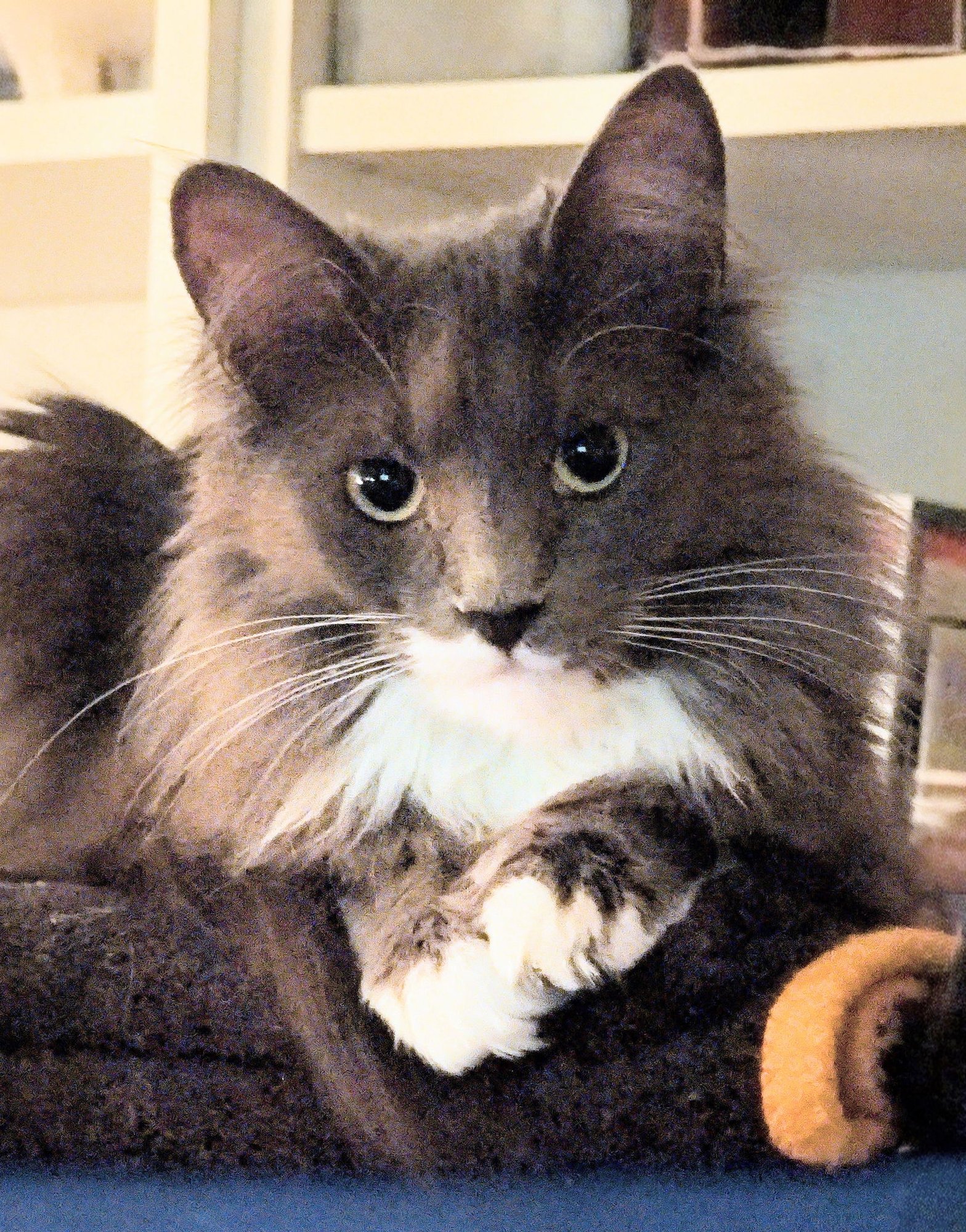 OR1 GROUP BUNNY-ADOPTED