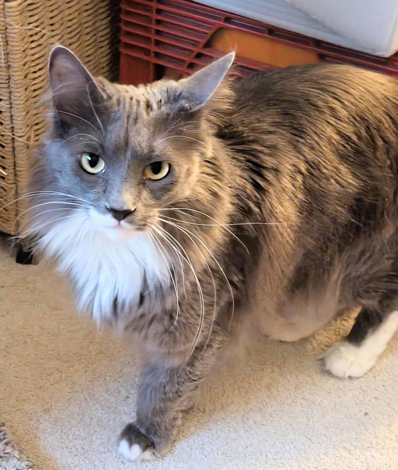 OR1 GROUP BUNNY-ADOPTED - Domestic Long Hair available for adoption