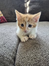 C326 Litter Cosmos-ADOPTED - Photo 3