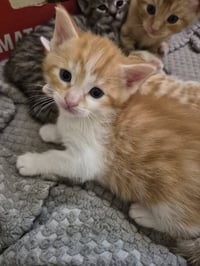 C326 Litter Cosmos-ADOPTED - Photo 2